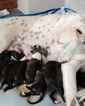 Cuccioli di dogo argentino