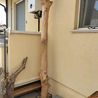 Tronco di mare (palma senza corteccia) e supporto