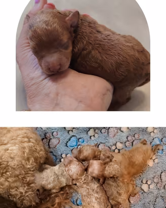 Barboncini toy cuccioli