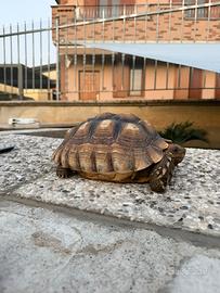 Tartaruga sulcata
