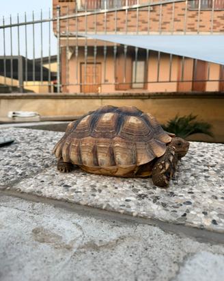 Tartaruga sulcata