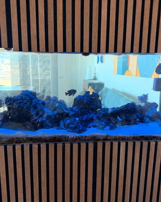 Acquario Marino 280L Premium -  Completo e Avviato