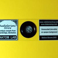 Vetrino per microscopio: Radiolari liberi