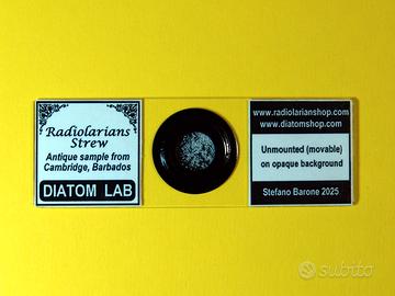 Vetrino per microscopio: Radiolari liberi