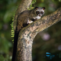 Cuccioli di zibetto asiatico