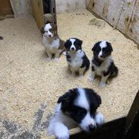 Cuccioli Pastore Australiano