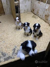 Cuccioli Pastore Australiano