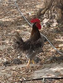 Gallo