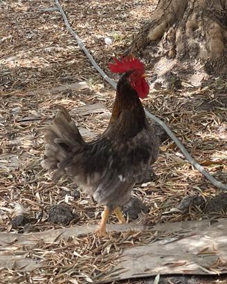 Gallo