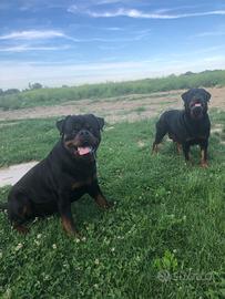Cuccioli Rottweiler