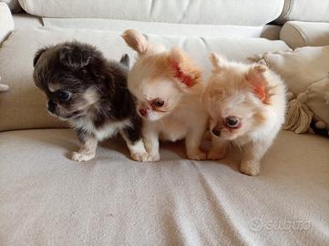Chihuahua femmina TAGLIA MINI 