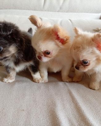 Chihuahua femmina TAGLIA MINI 