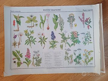 Poster scolastico/ carta didattica Paravia