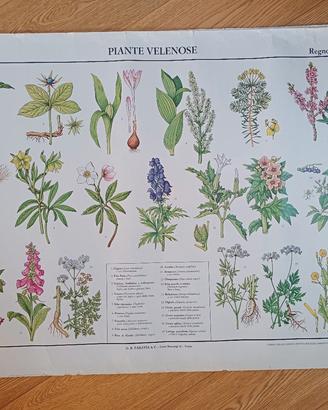 Poster scolastico/ carta didattica Paravia