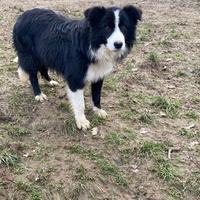 Cucciolo border collie in adozione bianco nero