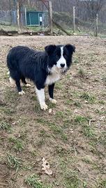 Cucciolo border collie in adozione bianco nero