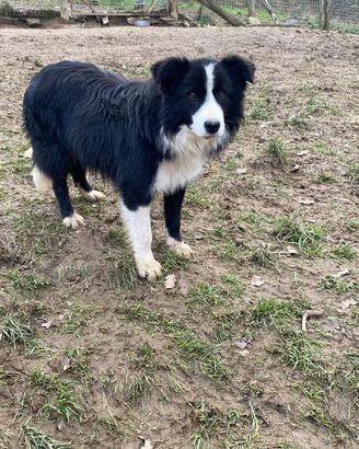Cucciolo border collie in adozione bianco nero