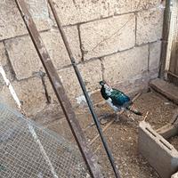 Fagiani ornamentali (f. Dorato f. Lady)