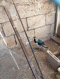 Fagiani ornamentali (f. Dorato f. Lady)