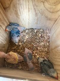 Pulli Parrochetti