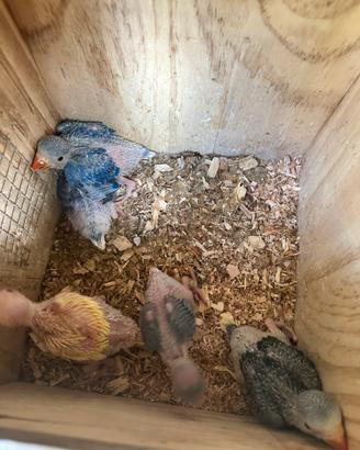 Pulli Parrochetti