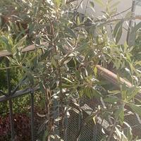 albero d ulivo 