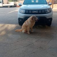 Tommy:un cane di 1 anno,urgentemente da regalare