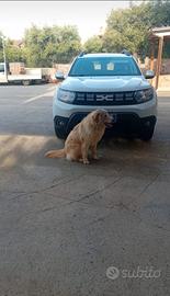 Tommy:un cane di 1 anno,urgentemente da regalare