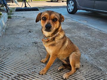 Cagnolina
