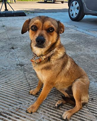 Cagnolina
