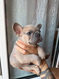 Bulldog Francesi Blue maschi