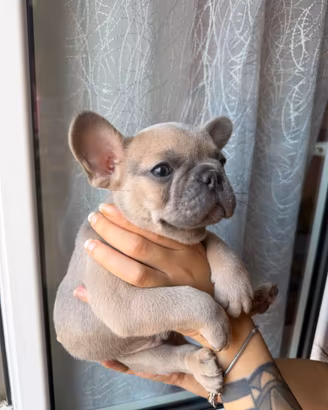 Bulldog Francesi Blue maschi