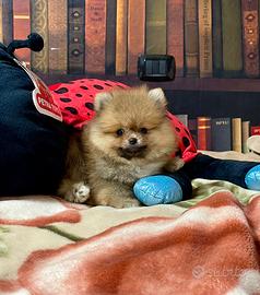 Cuccioli di Spitz nano Pomerania