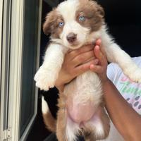 Border collie puri color red