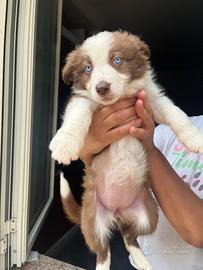 Border collie puri color red