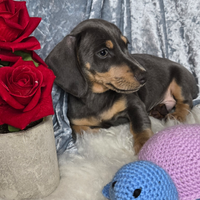 Bassotto Blu Cioccolato Gold