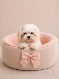 Maltese " mini toy" coreano disponibili subito