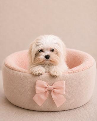Maltese " mini toy" coreano disponibili subito