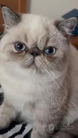 Cucciola exotic shorthair tabby point