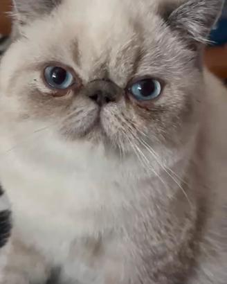 Cucciola exotic shorthair tabby point
