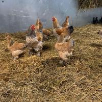 Galline e galli brahma