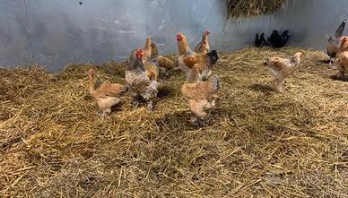 Galline e galli brahma