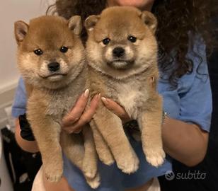 Meravigliosi cuccioli di Shiba Inu