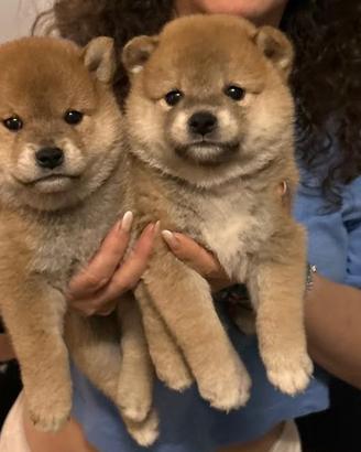 Meravigliosi cuccioli di Shiba Inu