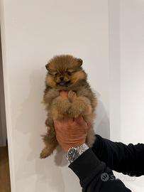 Volpino Pomerania Spitz