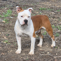 Amstaff maschio disponibile per monta