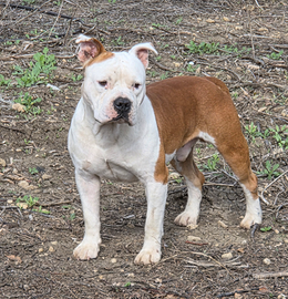 Amstaff maschio disponibile per monta