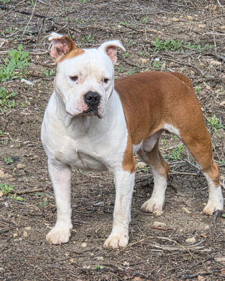 Amstaff maschio disponibile per monta