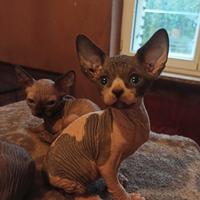 Gattini sphynx