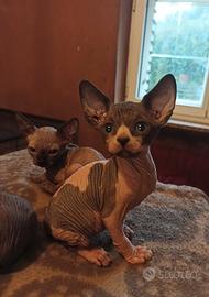 Gattini sphynx